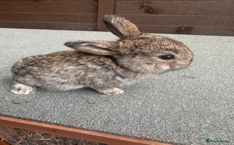French Lop rabbits - Advert 12