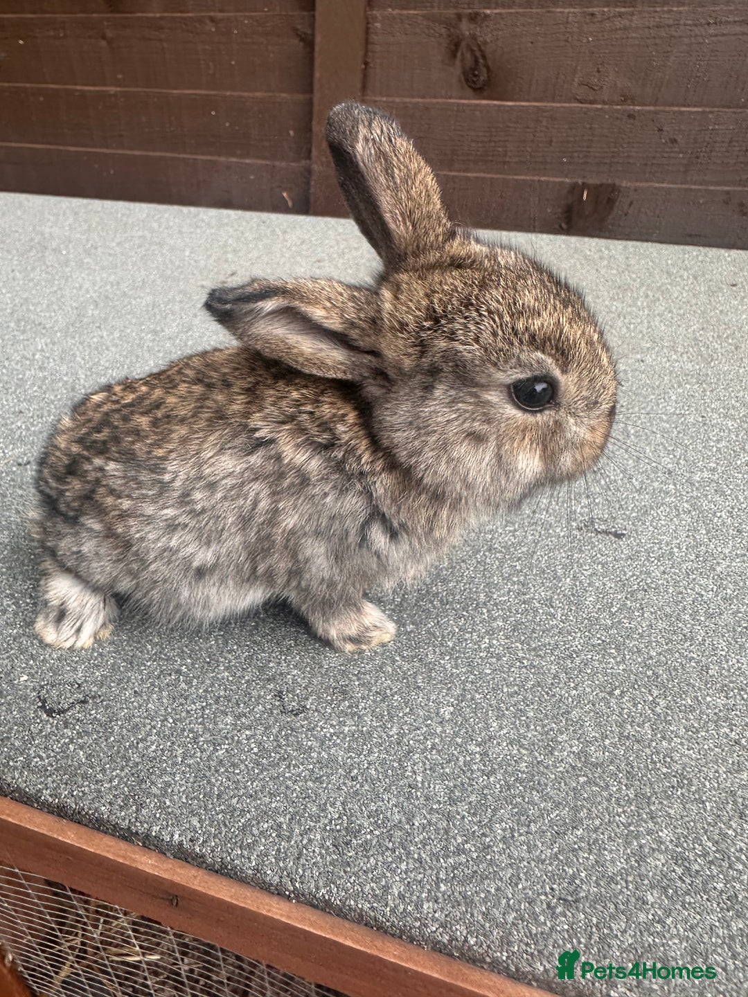 French Lop rabbits for sale: 2 x French lop babies - Image 1