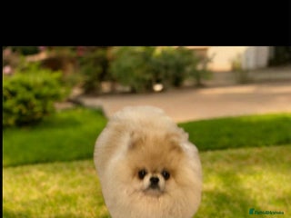 Pomeranian dogs Tiny Pomeranian Pups - Advert 11