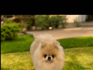 Pomeranian dogs Tiny Pomeranian Pups - Advert 1