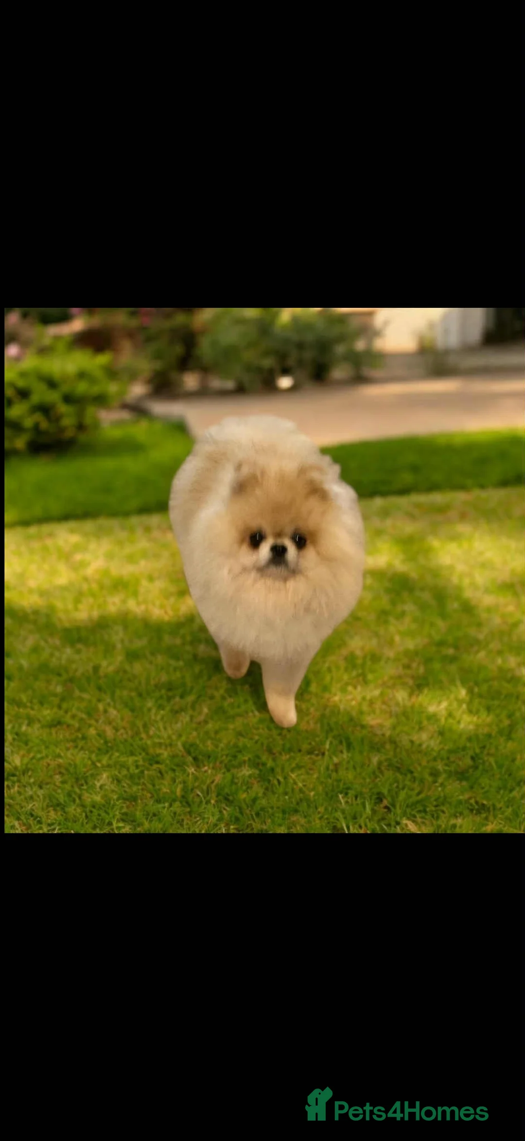 Pomeranian dogs for sale: Tiny Pomeranian Pups - Advert 3