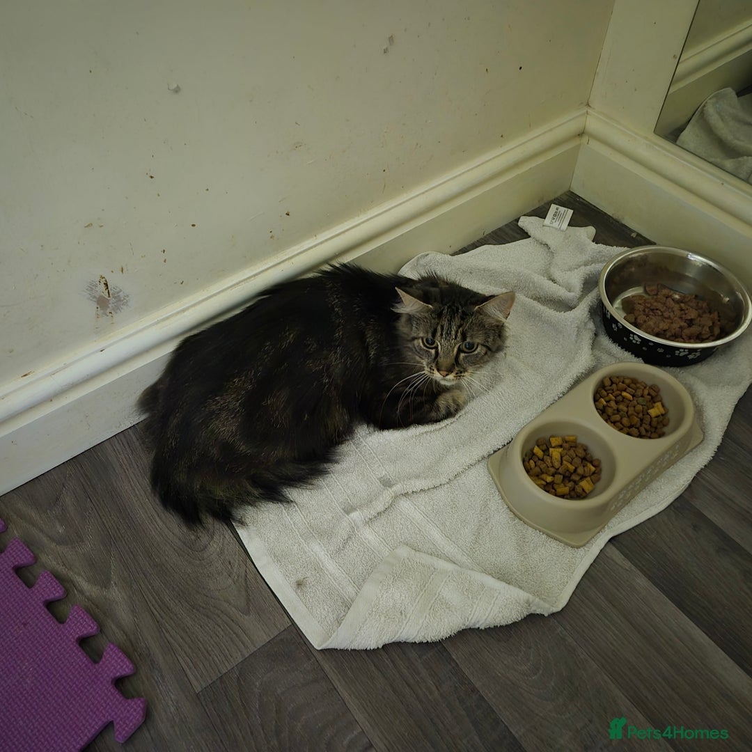 Mixed Breed cats for sale: Beautiful Mixed Breed Female Kitten - Image 9