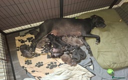 Mixed Breed dogs for sale: Stunning cane corso cross pups - Image 1
