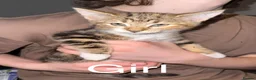Mixed Breed cats for sale: 6 beautiful Kittens looking for loving home's - Advert 4