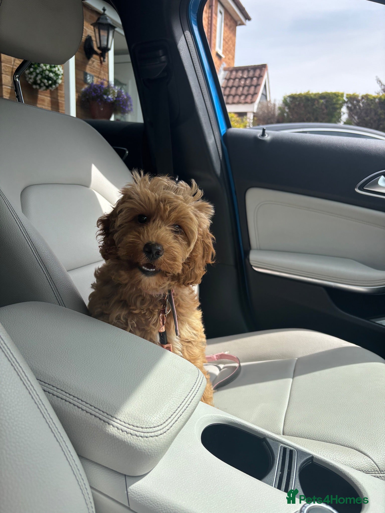 Cockapoo dogs F1B Cockapoo Bitch - Advert 2