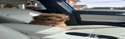 Cockapoo dogs for sale: F1B Cockapoo Bitch - Advert 1