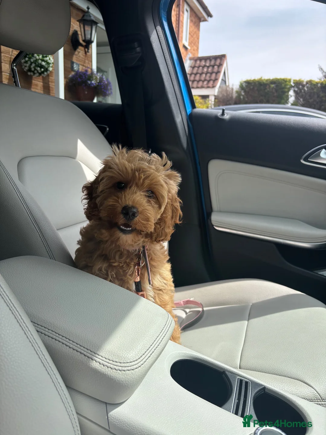 Cockapoo dogs for sale: F1B Cockapoo Bitch - Advert 1