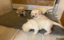 Labrador Retriever dogs for sale: Labrador Retievers  top quality Show type .  - Image 5