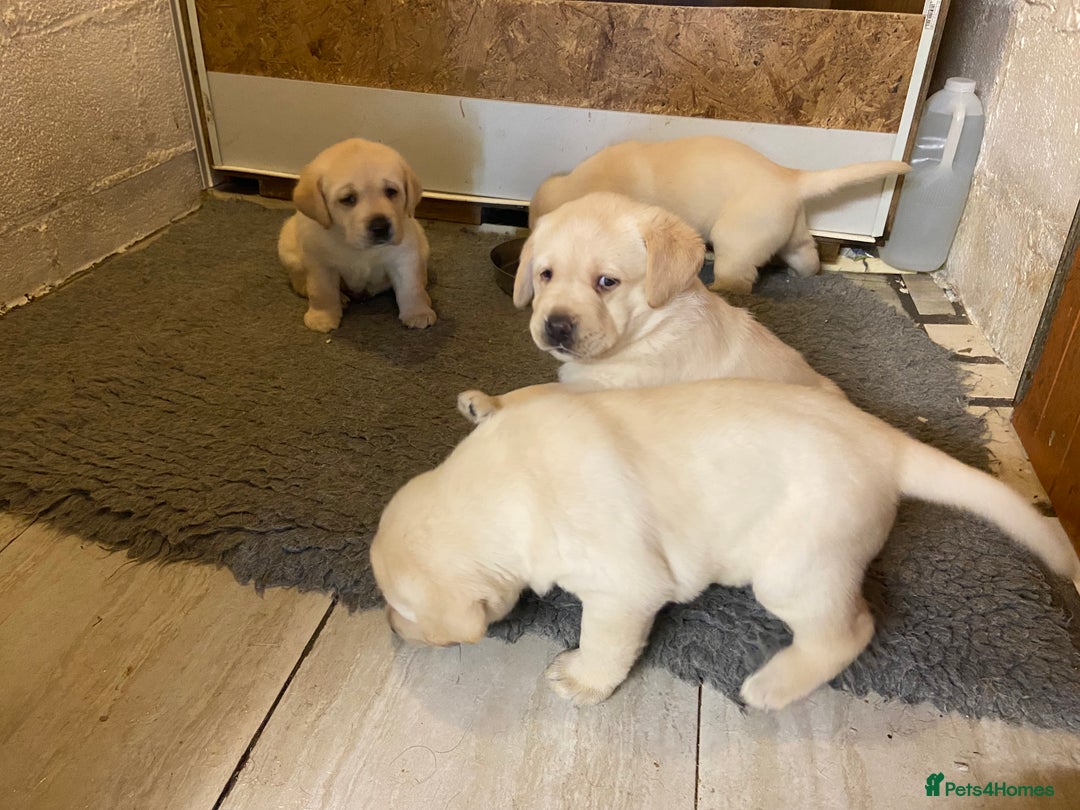 Labrador Retriever dogs for sale: Labrador Retievers  top quality Show type .  - Image 5