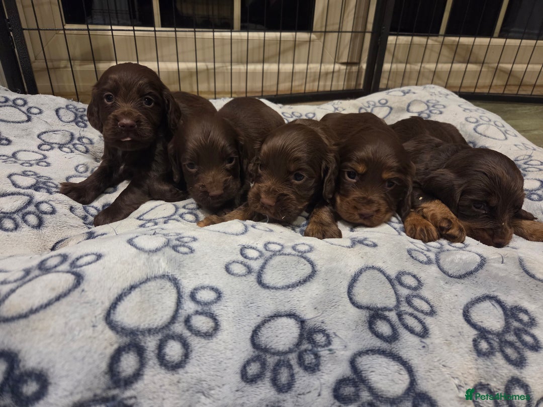 Cocker Spaniel dogs for sale: 🤎 Beautiful chocolate KC working cocker puppies🤎 - Advert 1