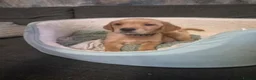 Goldador dogs for sale: Gorgeous F1 Goldador puppies from excellent lines - Advert 38