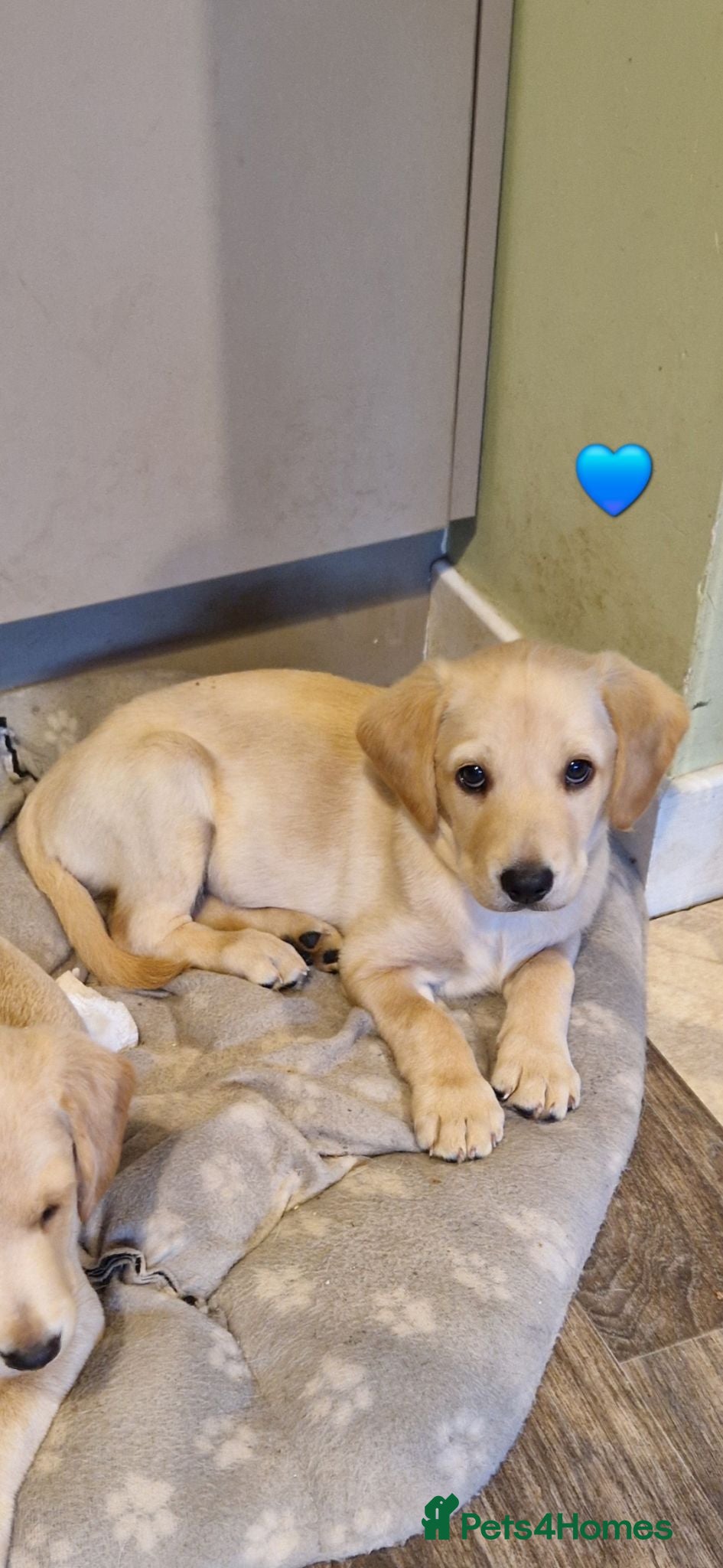 Labradoodle dogs Labrador cross puppies for sale  - Advert 3
