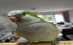 Parrots birds for sale: Quacker parrot  - Image 3