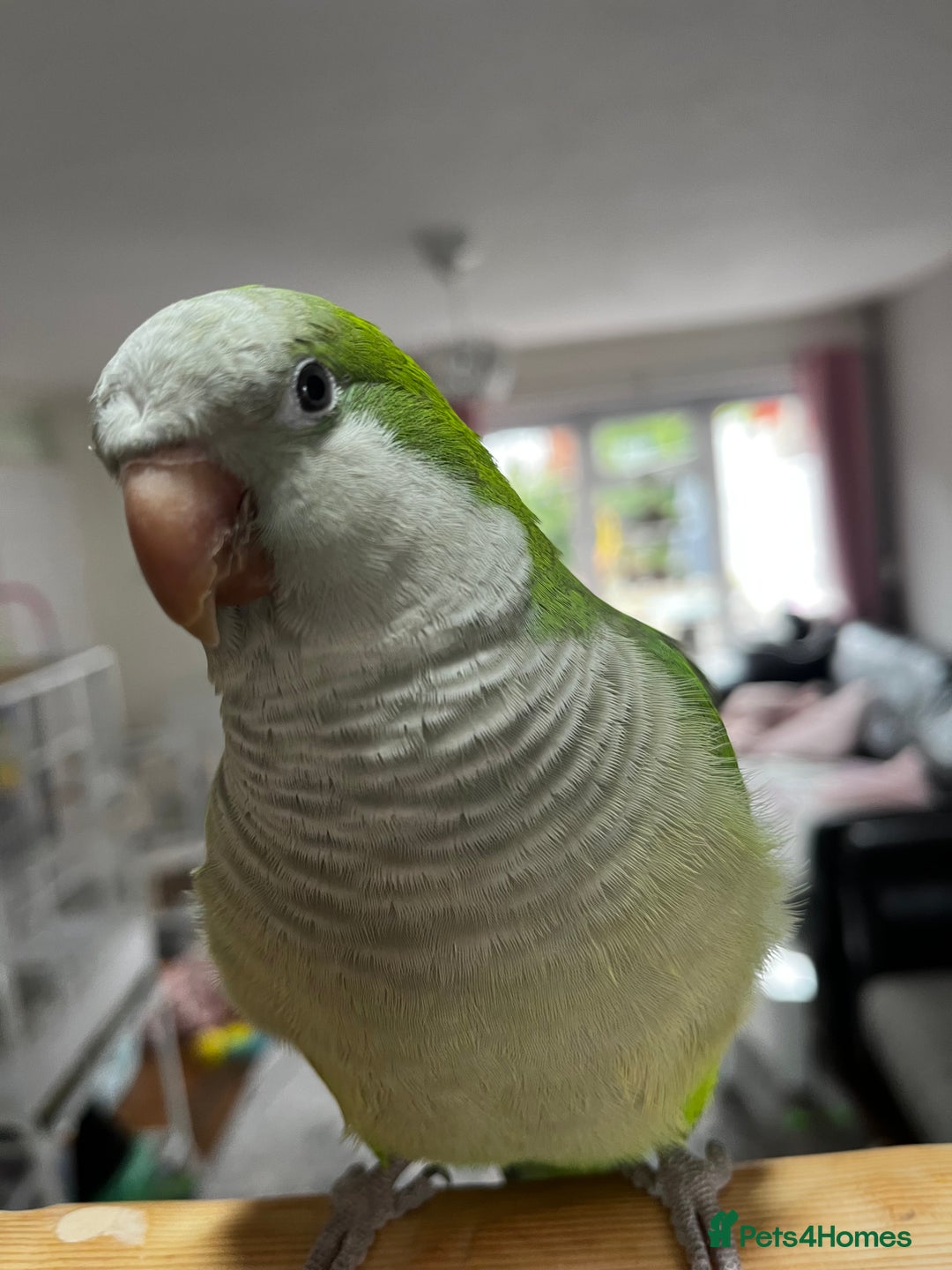 Parrots birds for sale: Quacker parrot  - Image 3