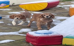 Cavalier King Charles Spaniel dogs for sale: Boy and girls available  - Advert 4