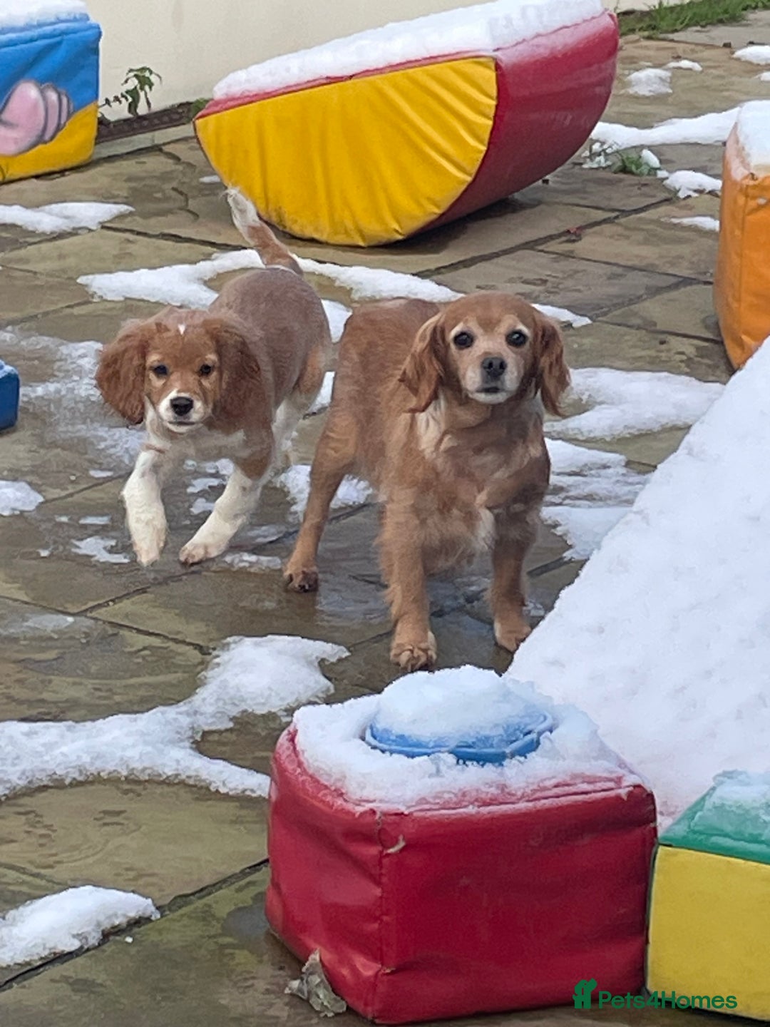 Cavalier King Charles Spaniel dogs for sale: Boy and girls available  - Advert 4