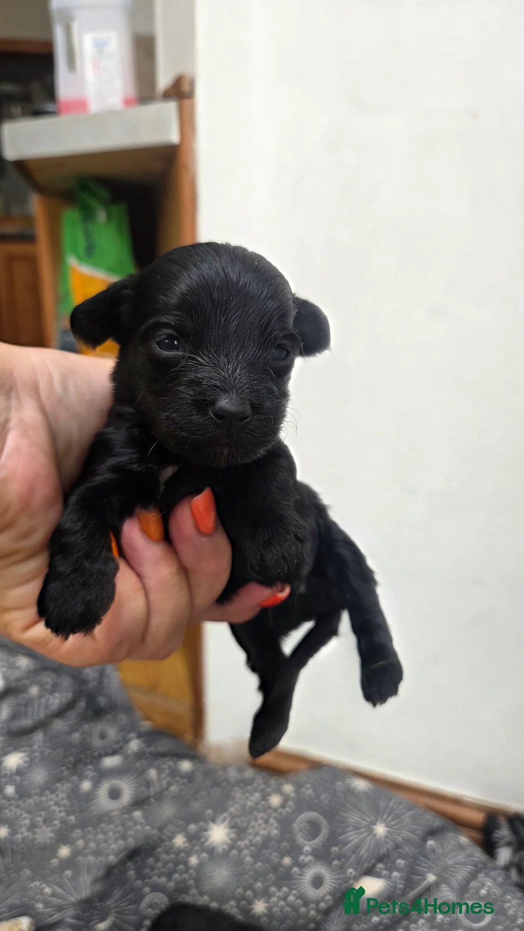 Mixed Breed dogs for sale: Corkie pups for sale - Advert 37