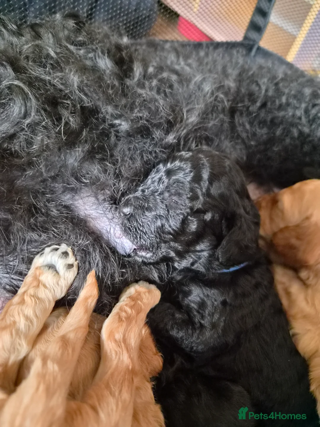 Cockapoo dogs for sale: Cockerpoo puppies  in Grantham - Advert 2