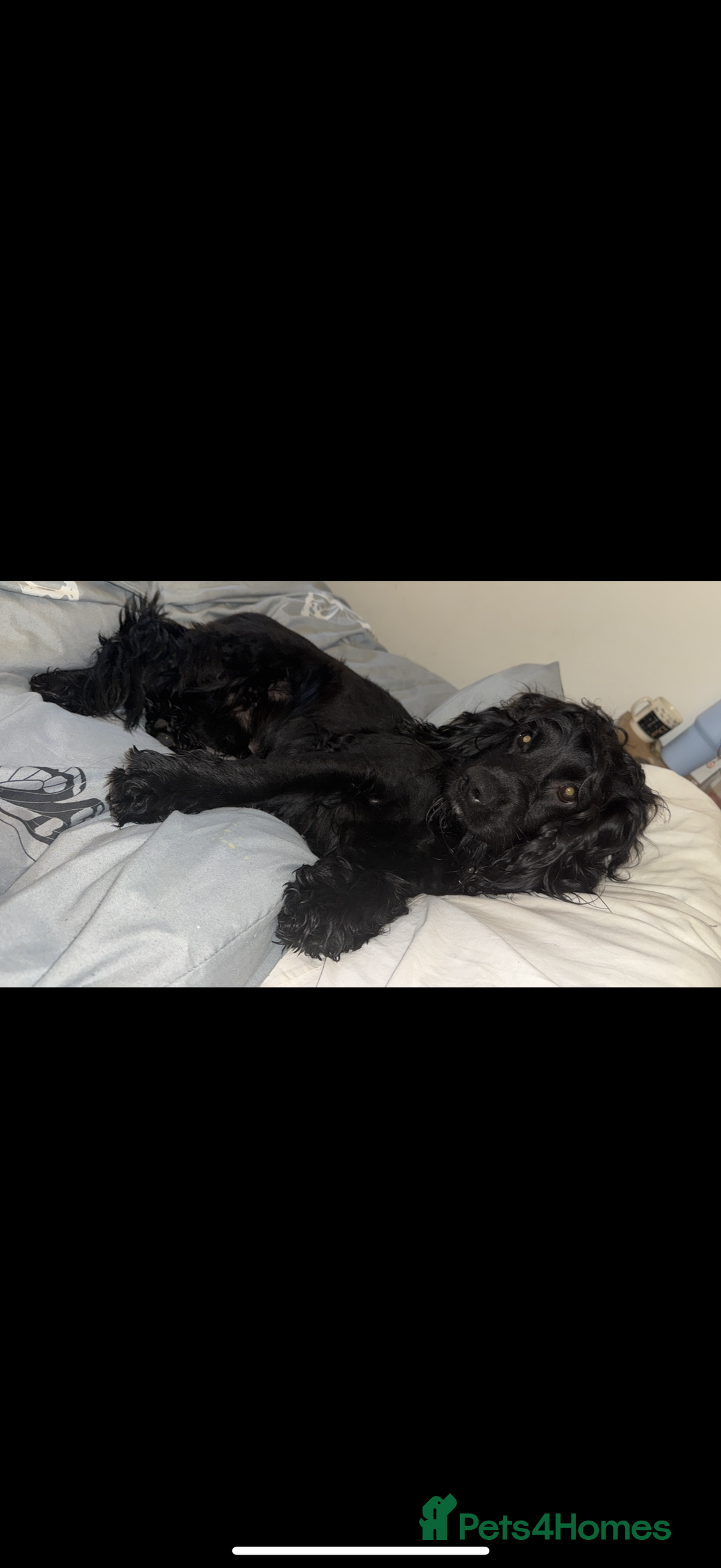 Cocker Spaniel dogs for stud: Cocker spaniel for STUD - Image 6