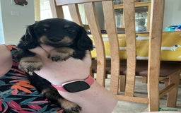Miniature Dachshund dogs for sale: ADORABLE MINIATURE DACHSHUND PUPPIES - Image 6