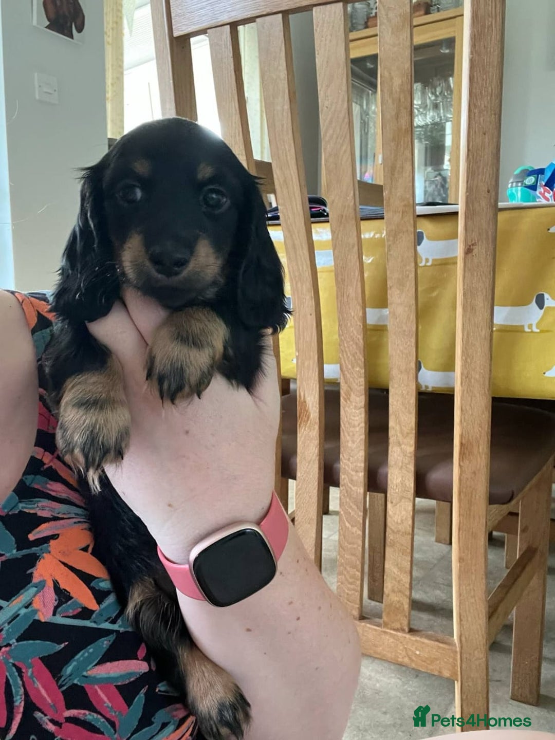 Miniature Dachshund dogs for sale: ADORABLE MINIATURE DACHSHUND PUPPIES - Image 6