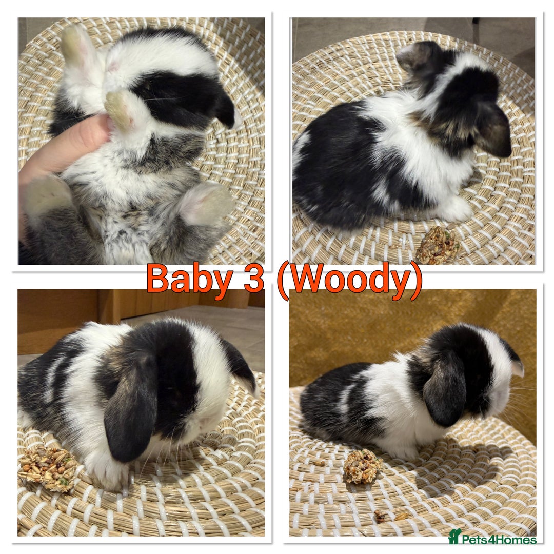 Mini Lop rabbits for sale: 5 Beautiful Baby Mini Lop Rabbits  - Advert 4