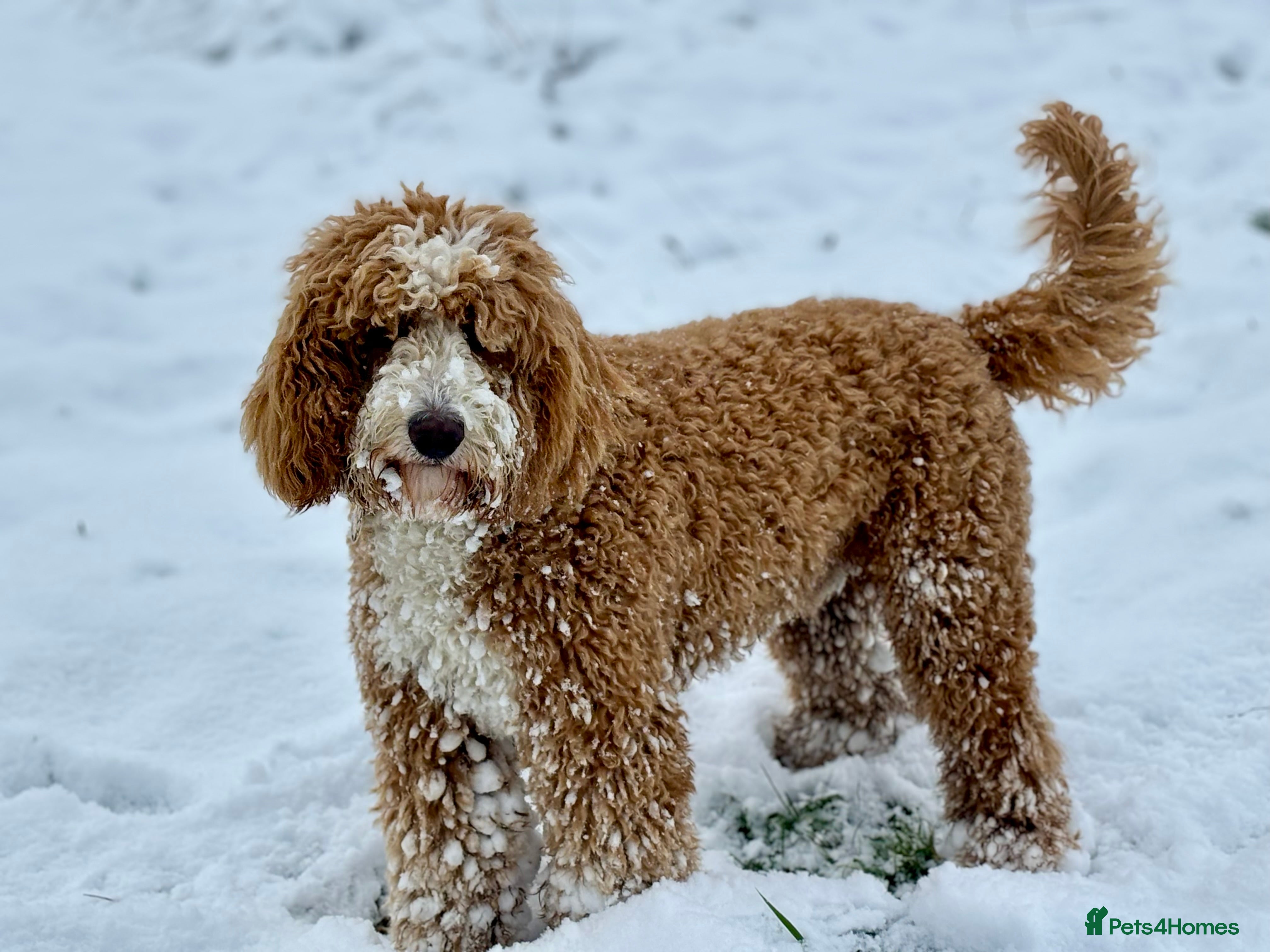 Double Doodle dogs Hips 2/2 Elbows 0/0 - FF - Outstanding Boy in Brighouse - Advert 2