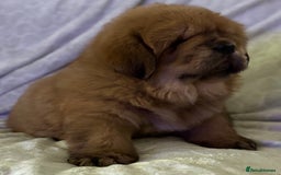 Tibetan Mastiff dogs for sale: Chinese Tibetan mastiff pups  - Image 25