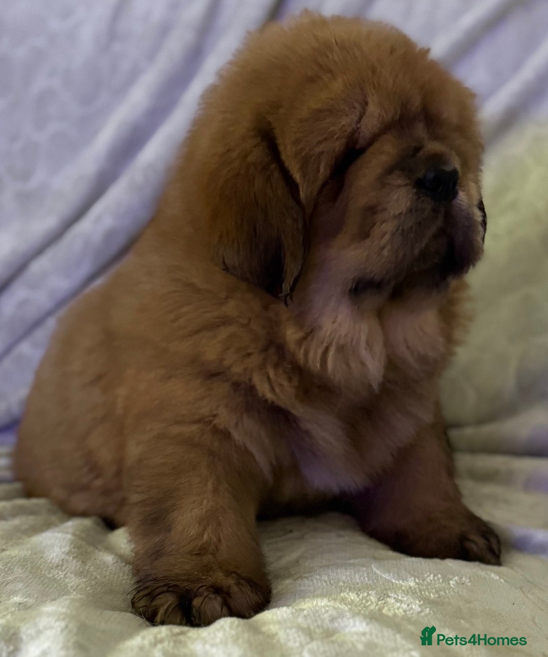Tibetan Mastiff dogs for sale: Chinese Tibetan mastiff pups  - Image 25