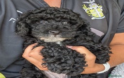 Miniature Poodle dogs for sale: KC registered health tested miniature poodle - Image 10