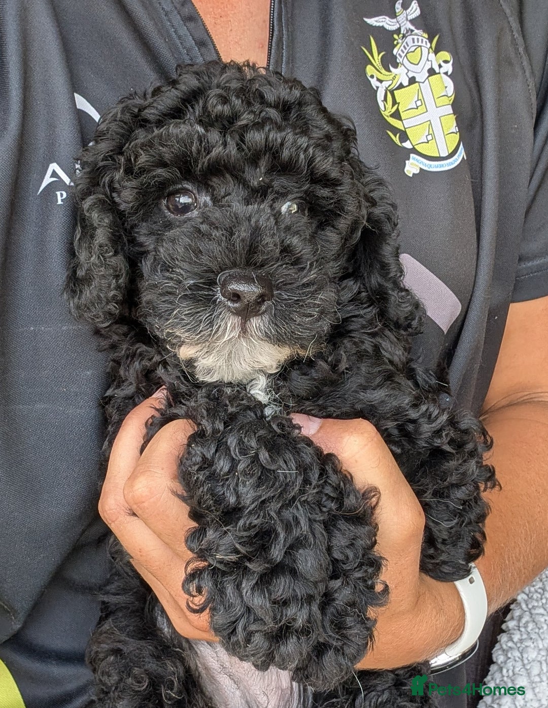 Miniature Poodle dogs for sale: KC registered health tested miniature poodle - Image 10
