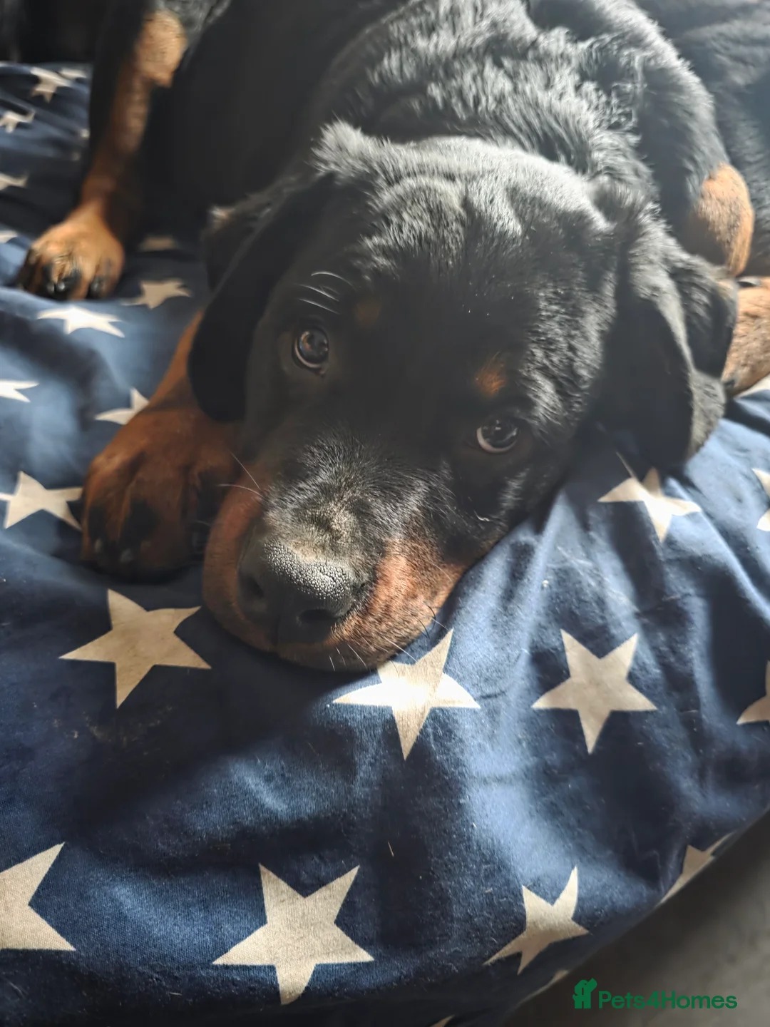 Rottweiler dogs for sale: Rottweiler puppies  - Advert 33