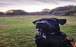 Mixed Breed dogs for sale: 9 month old black lab x staffy mix - Image 5