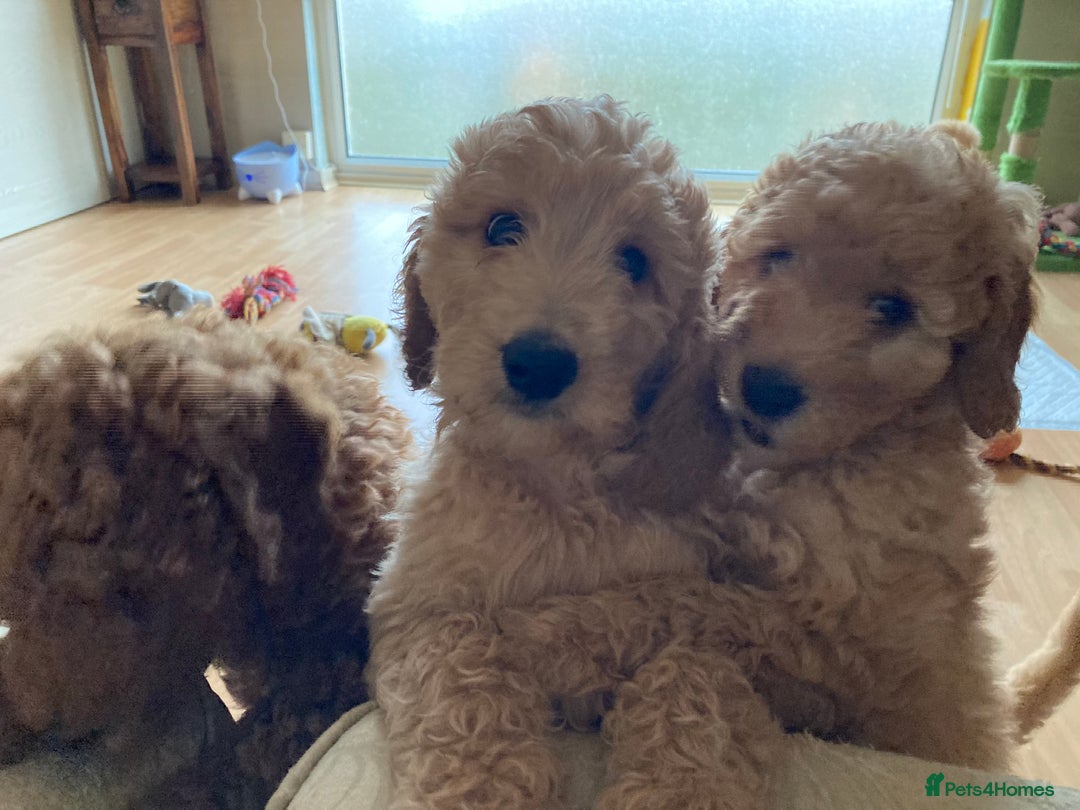 Labradoodle dogs for sale: Last two! Beautiful F3b Labradoodle Puppies - Image 26
