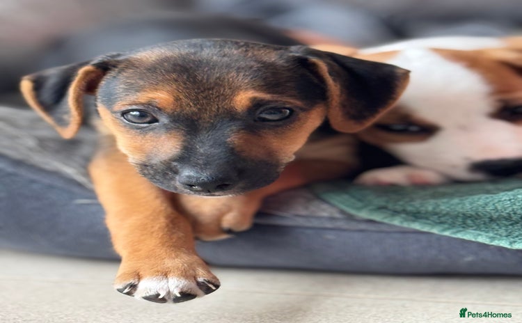 Jack Russell dogs - Advert 8