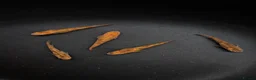 Ricefish fish for sale: Medaka rice fish eggs many varieties available  in Aylesbury - Advert 2