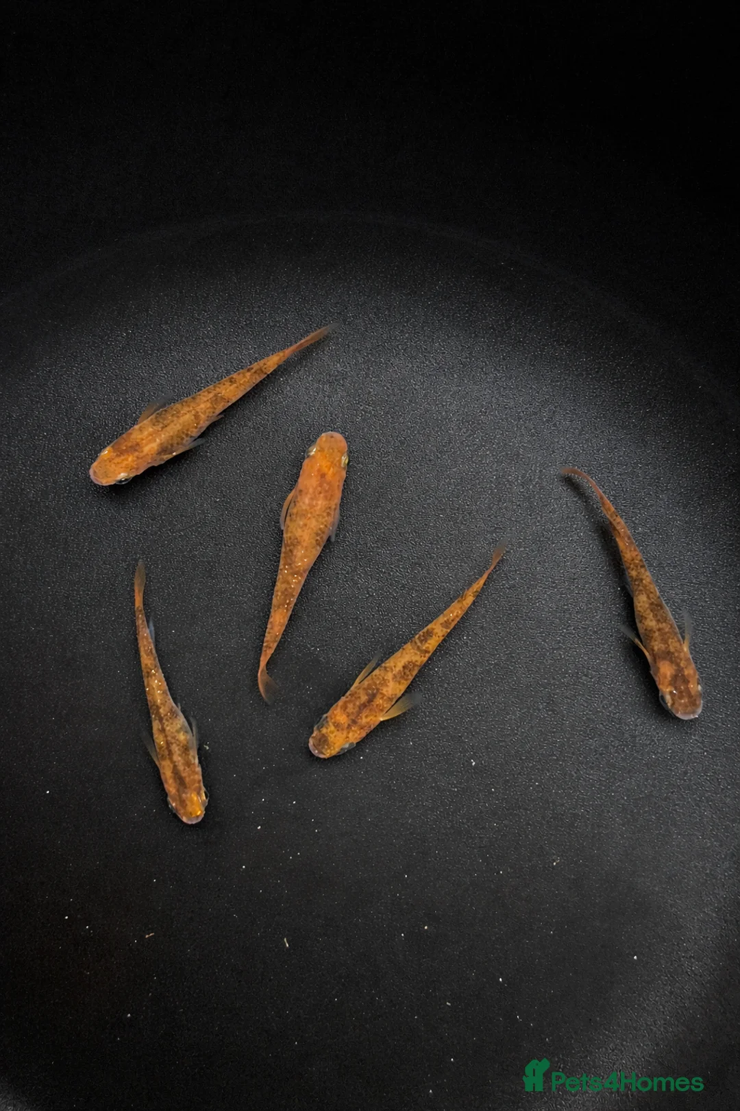 Ricefish fish for sale: Medaka rice fish eggs many varieties available  in Aylesbury - Advert 2