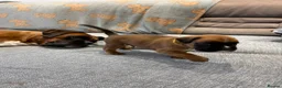 Boxer dogs for sale: Beautiful, KC registerd boxer puppies for sale - Advert 18