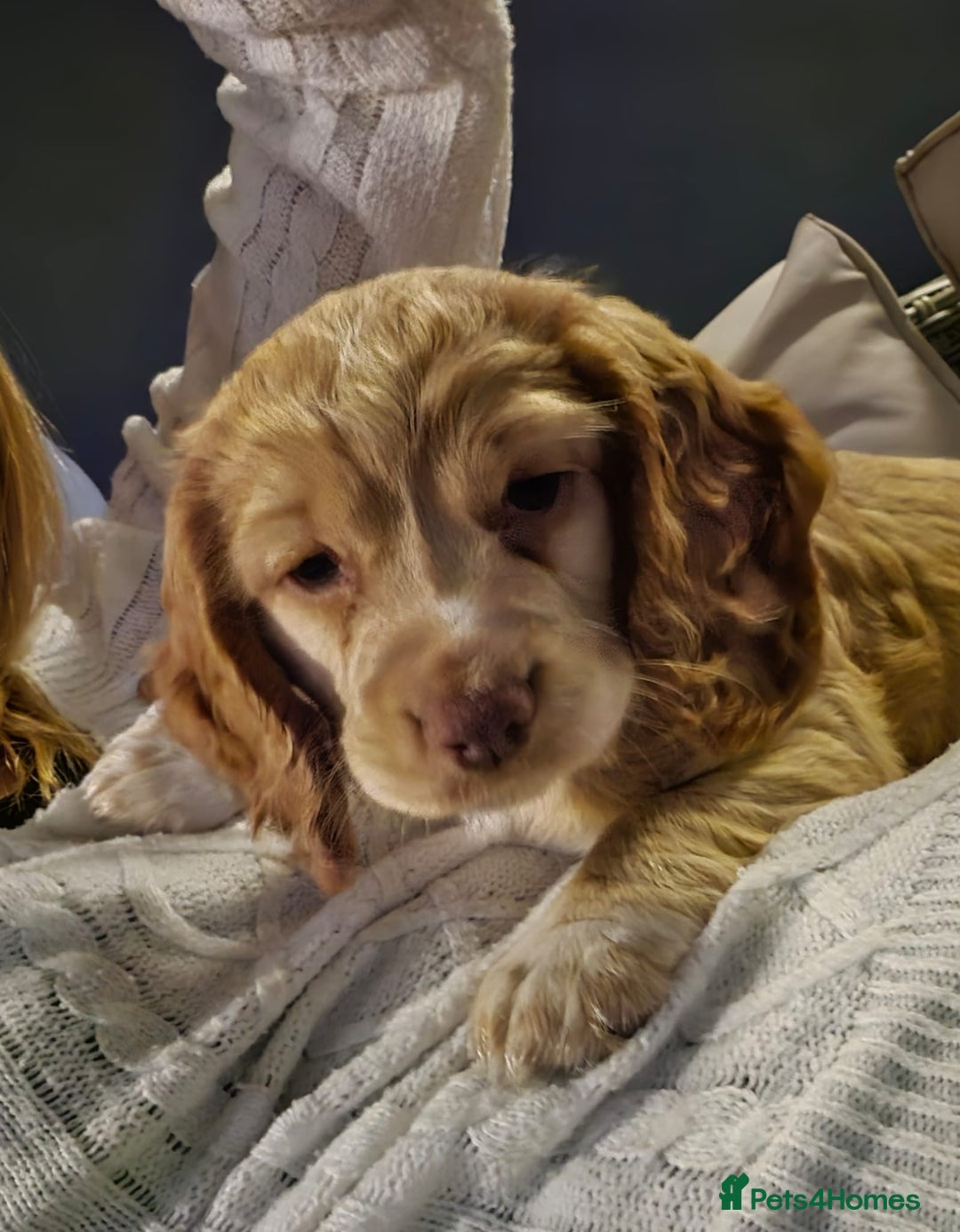 Cocker Spaniel dogs for sale: Cocker spaniel puppy  - Image 12