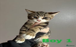 Domestic Shorthair cats for sale: 3 lovely kittens ready to find their forever home - Image 2