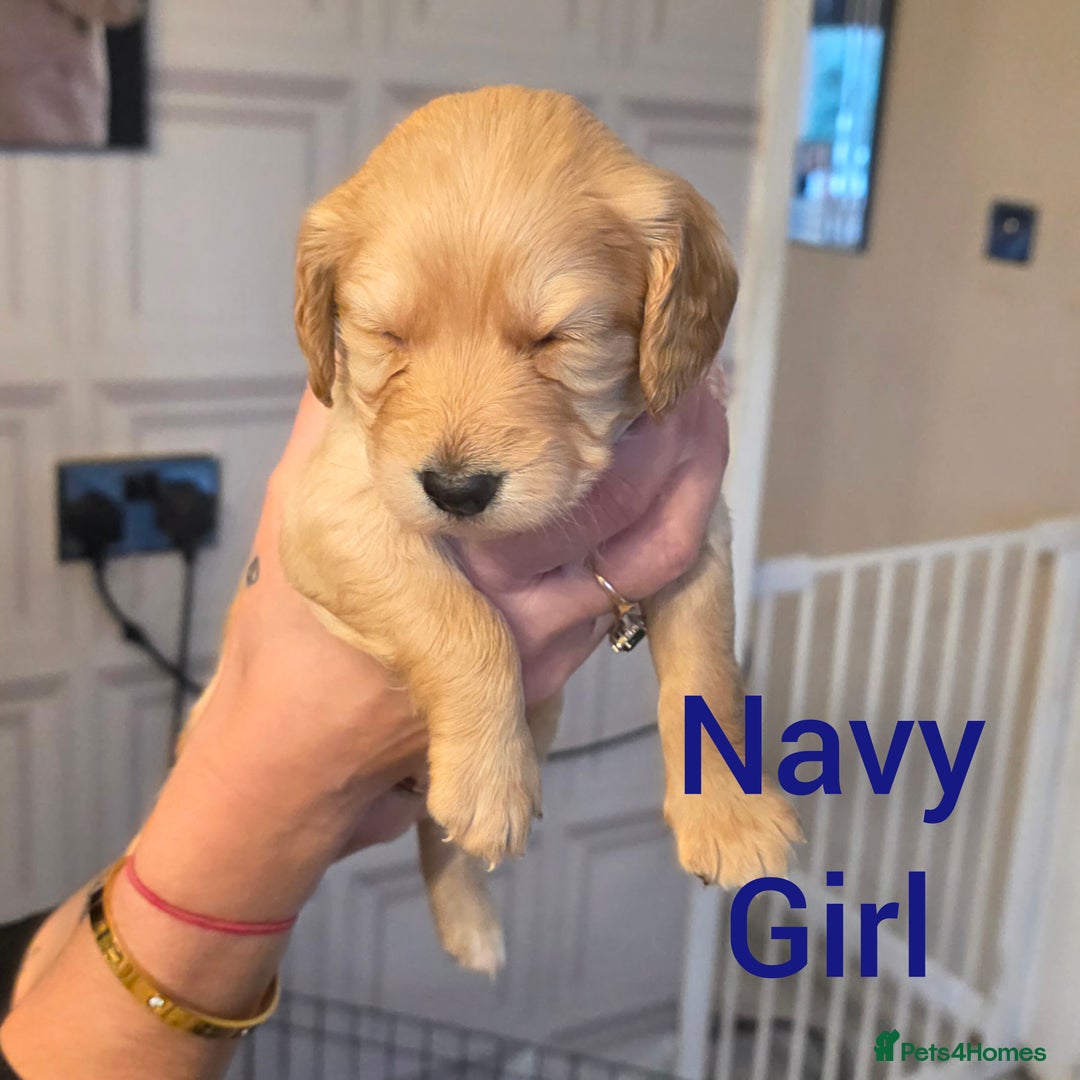 Cockapoo dogs for sale: Cockapoo Puppies - Advert 8