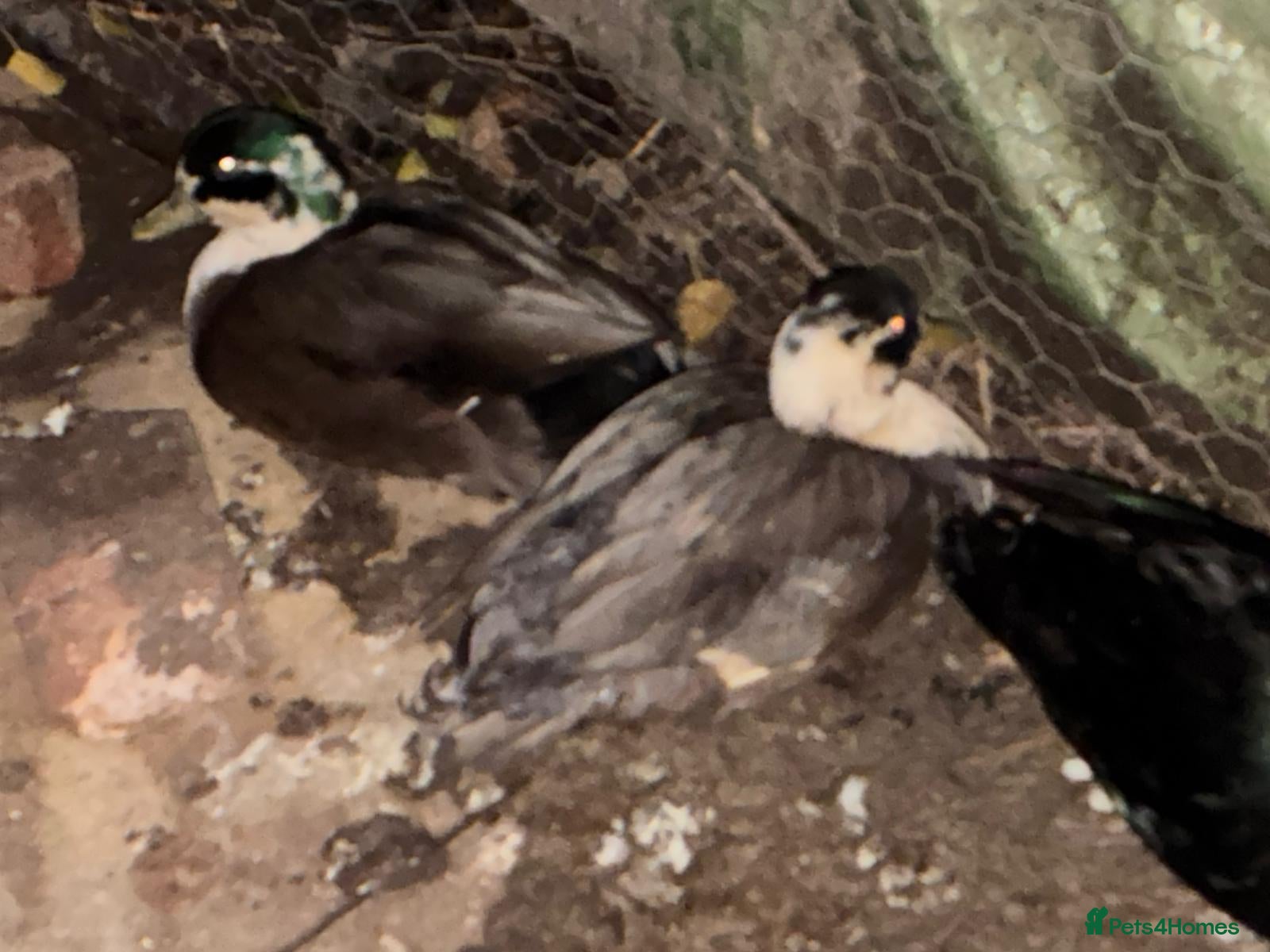 Ducks poultry 3 male call ducks - Advert 1