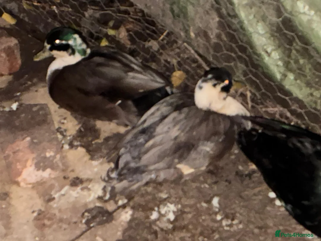 Ducks poultry for sale: 3 male call ducks - Advert 1