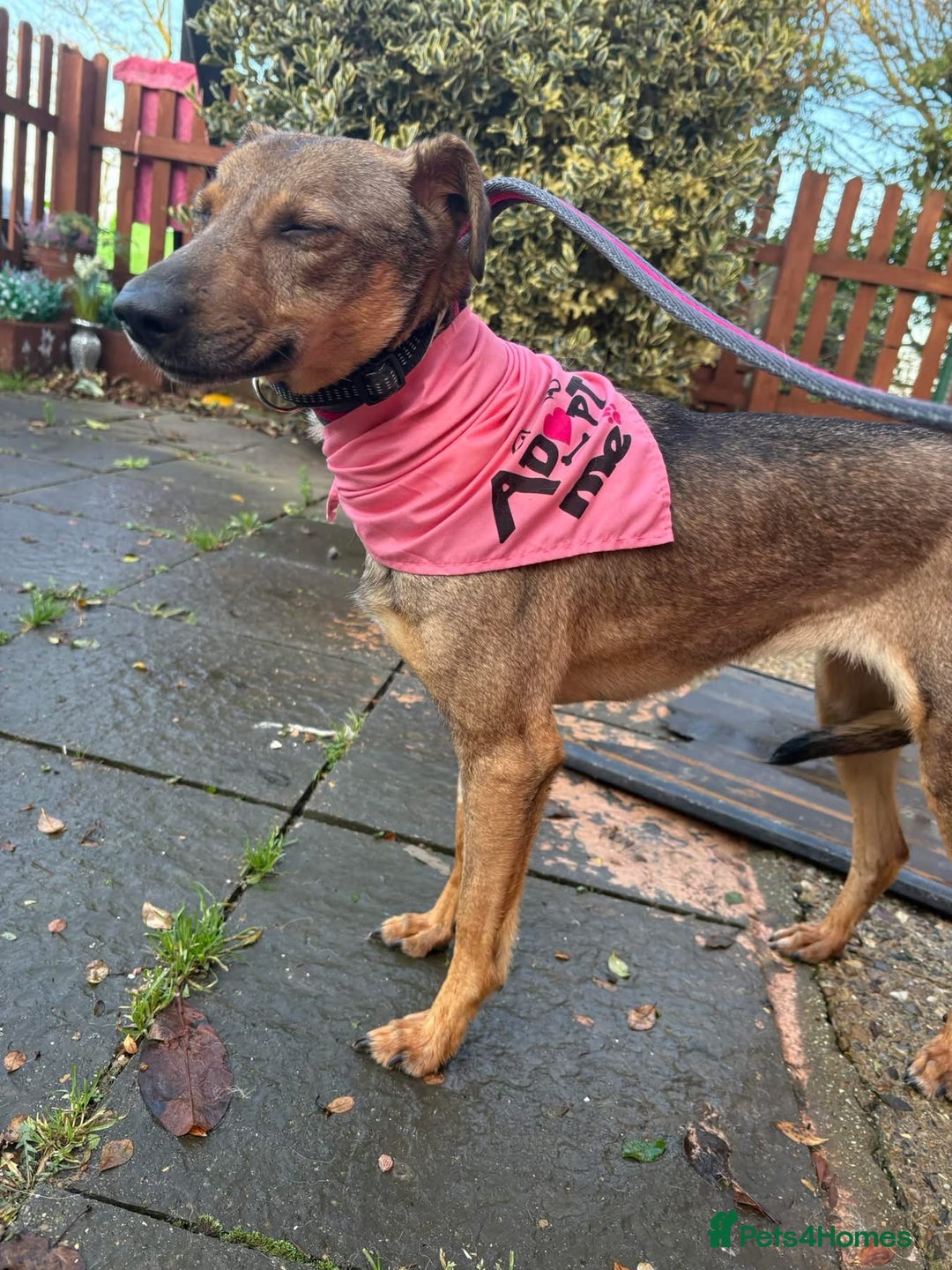 Mixed Breed dogs for adoption: Flora - Norwich Norfolk  - Advert 19