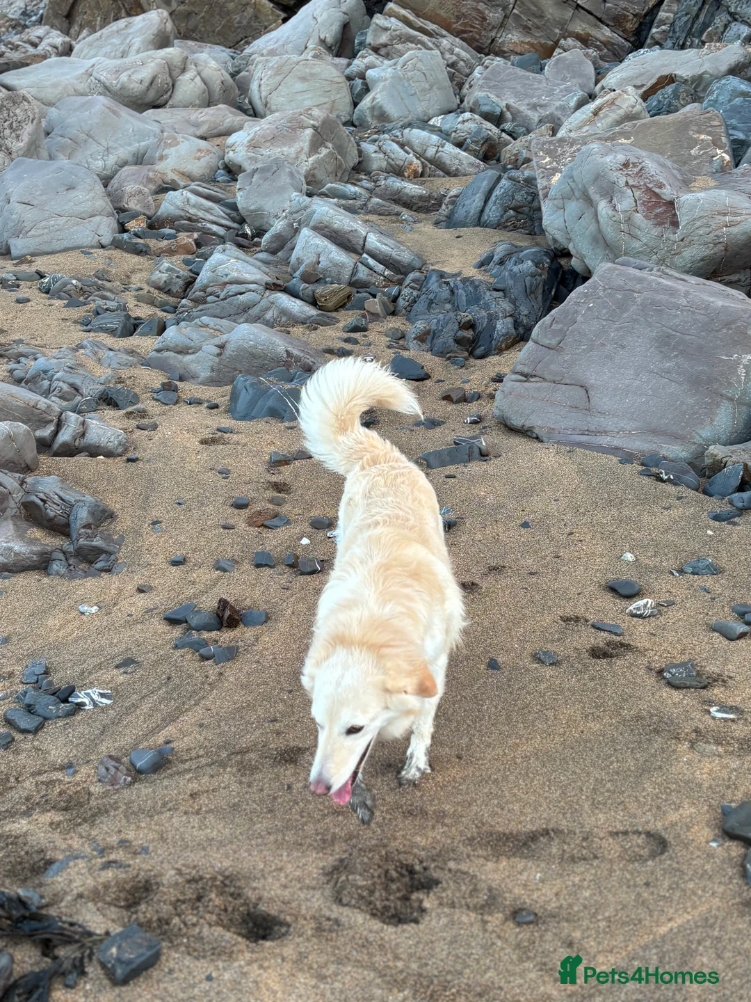 Mixed Breed dogs for sale: Gentle 6yo rehome - Advert 3