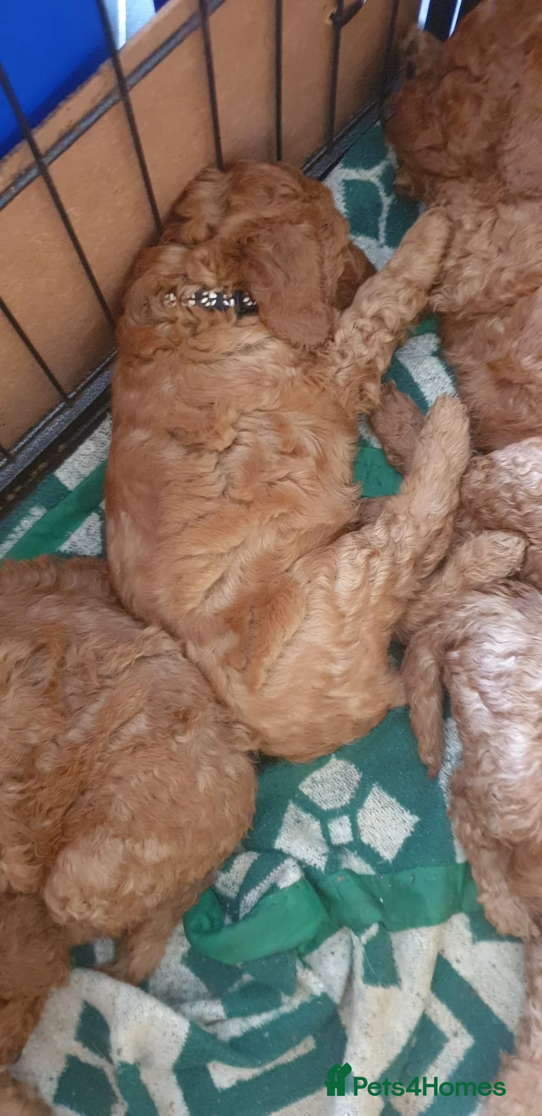 Cockapoo dogs for sale: Ready to go  - Advert 2