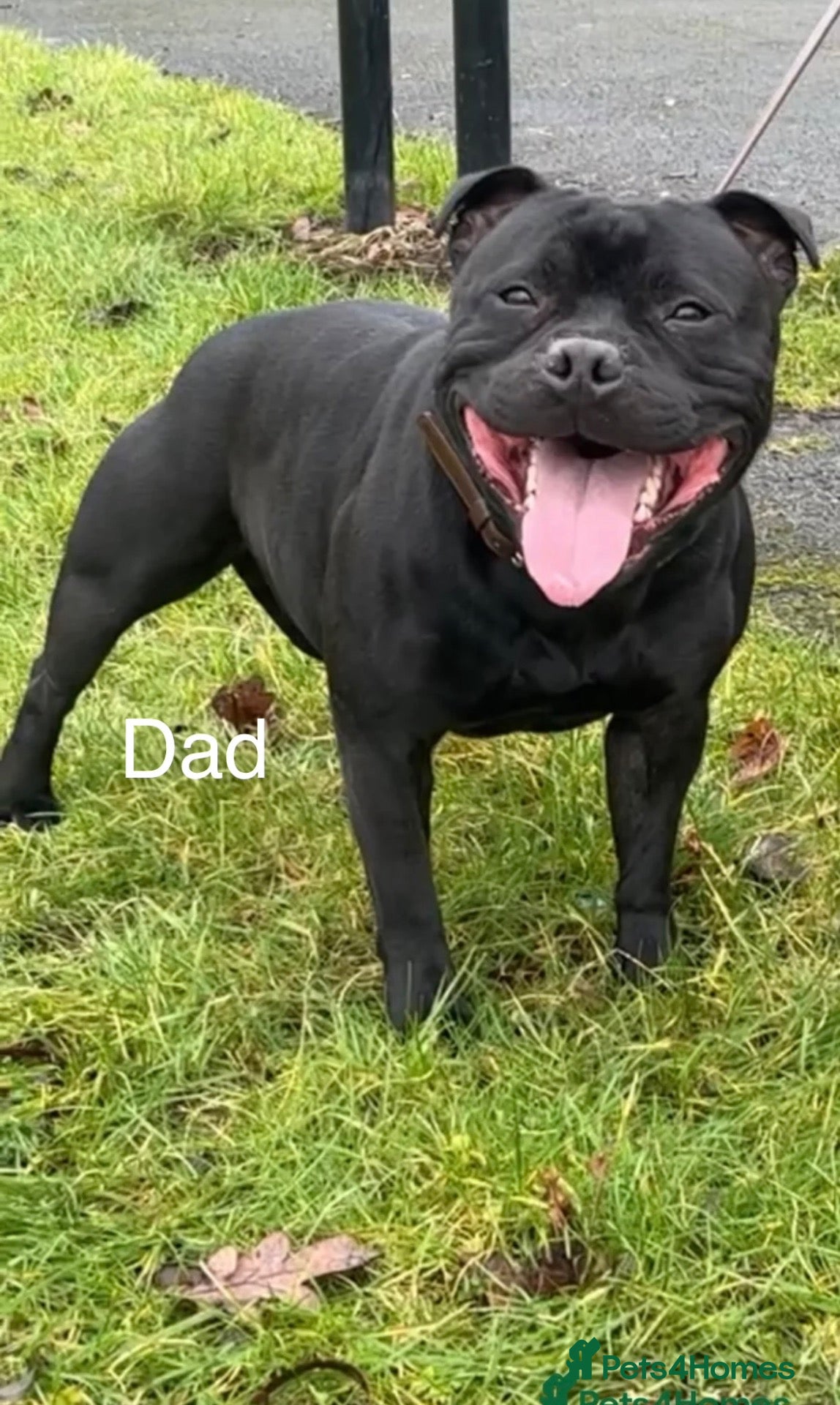 Staffordshire Bull Terrier dogs 🐶CHUNKY STAFF BULL TERRIER PUPPIES–BLUE & BLACK🐶 - Advert 2