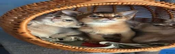 Abyssinian cats for sale: Three Abyssinian sisters looking for a new home - Advert 8