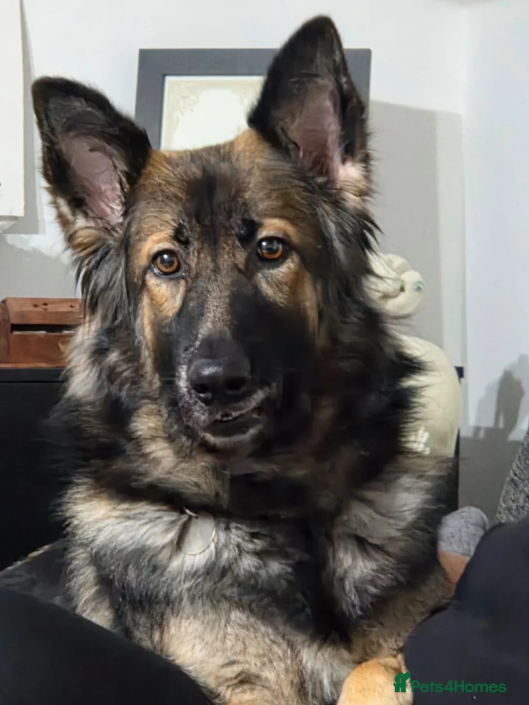 German Shepherd dogs for sale: German Shepherd Puppies - Advert 2