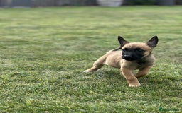 Belgian Shepherd Dog dogs for sale: KC registered Belgian Malinois Puppies - Image 12